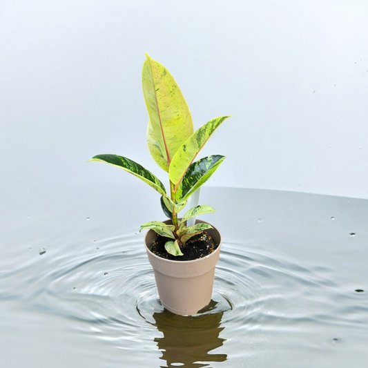 Ficus Shivereana 'Moonshine'