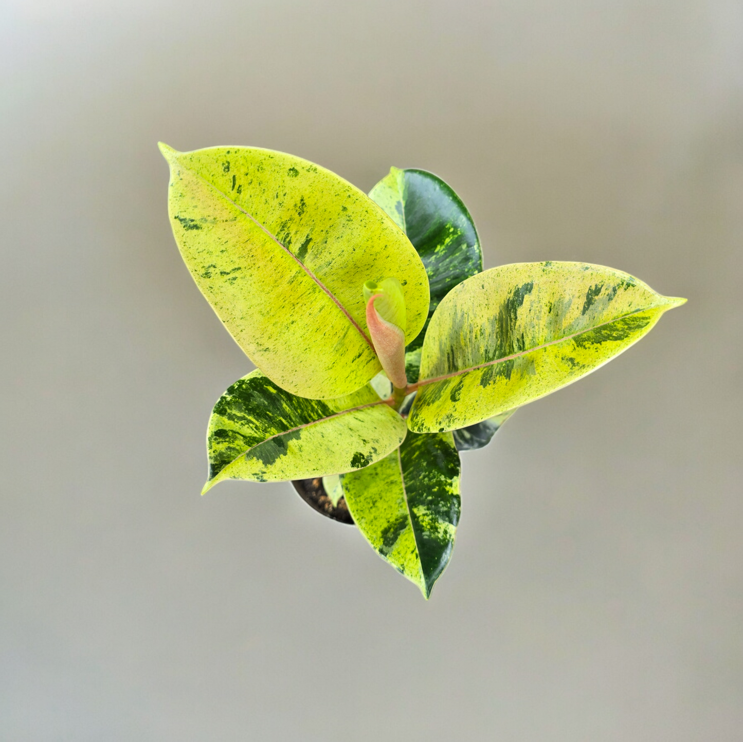 Ficus Shivereana 'Moonshine'
